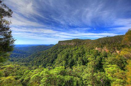 Canyon Lookout - Springbrook National Park - QLD SQ (PB5D 00 4265)